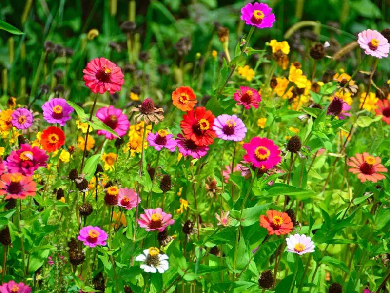 Wildflowers: The Perfect Flower Companion to Synthetic Turf